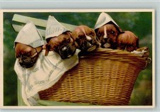 10141454 - Boxerwelpen in Korb Boxer / Bulldogge