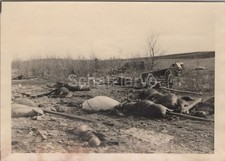 Foto a. N.L. Kradmelder