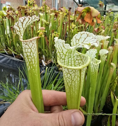 Sarracenia golden s - sarracenia,