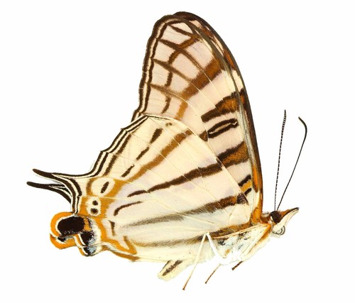 Lepidoptera nymphalidae - lepidoptera,,