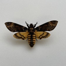 Entomologie*Acherontia atropos
