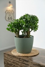 Blumentopf Pflanztopf