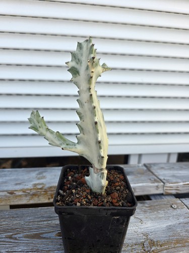 Euphorbia lactea white ghost - euphorbia, ghost"