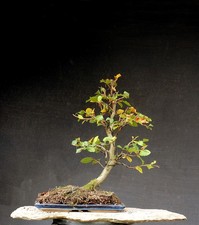 Bonsai outdoor winterhart