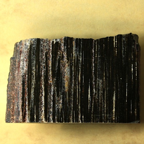 Fossiles holz kieselholz - holz,