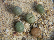 5x  lebende Steine- Lithops -