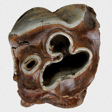 Fossil C. Antiquitatis