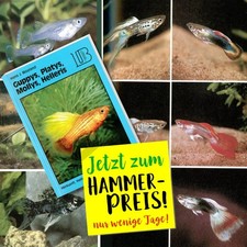 Aquarium Ratgeber: Guppys