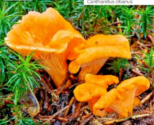 Xxl set 100g - xxl, pilz