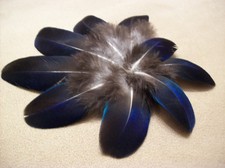 8 Federn Pfau intensiver