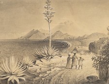 Meeresbucht mit blühender