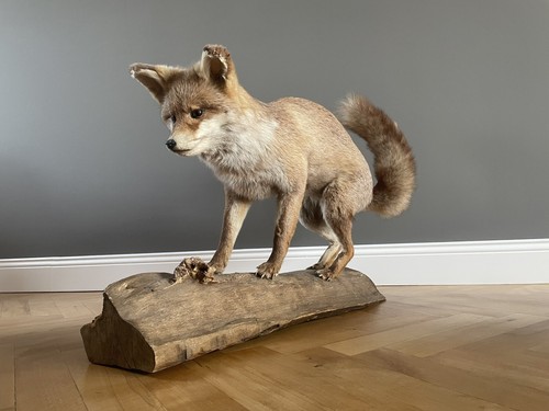 Fuchs tierpräparat - fuchs,