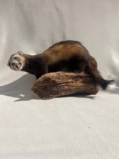 Iltis/Marder Tier Präparat