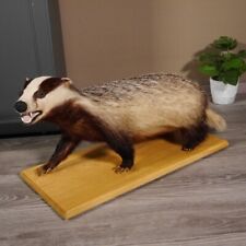 Dachs Präparat auf Holzplatte Breite 81 cm Raubtier präpariert Tierpräparat