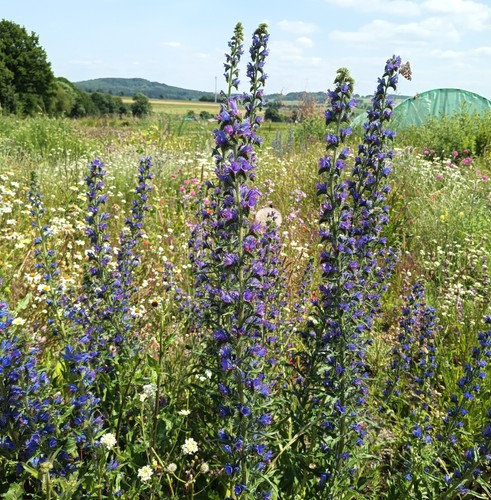 Natternkopf echium vulgare - natternkopf,,