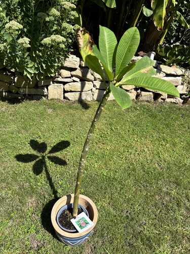 Plumeria frangipani 80cm - ,
