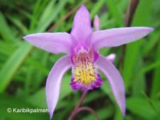 Bletilla striata 'Penway Sunset' - Gartenorchidee Pflanze Winterhart