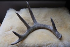 Weißwedel Abwurfstangen Geweihstange Hirschgeweih Geweih Horndekoration Paar