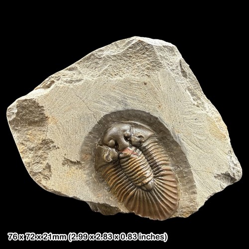 Seltener scutellum trilobit - scutellum,