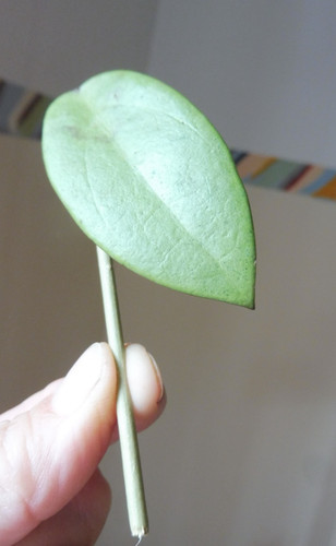 Ableger hoya silver - 🌷ableger🌷hoya,