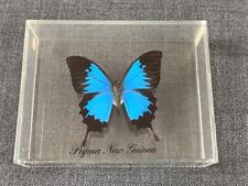 Papilio Ulysses aus Papua New Guinea - im Schaukasten - kleine Plexiglasvitrine