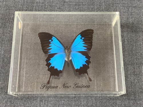 Papilio ulysses aus - papilio, papua