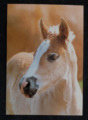 Pferdepostkarte pferde - ak,
