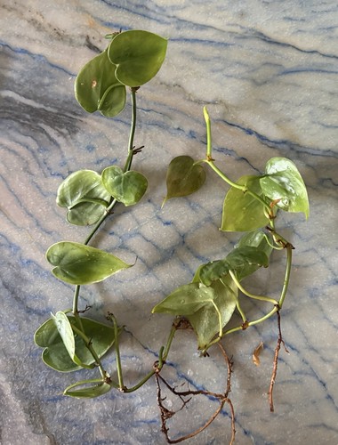 Liane philodendron ableger 2 - /,