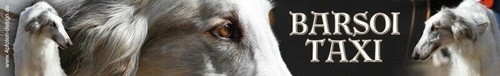 Barsoi russischer windhund - barsoi,