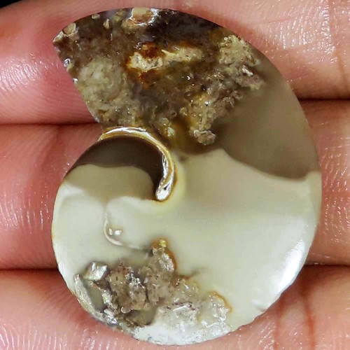 Natürlich fossil - 57.84, ct
