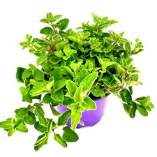 Griechischer Oregano "Hot&Spicy" der echte Pizza-Oregano