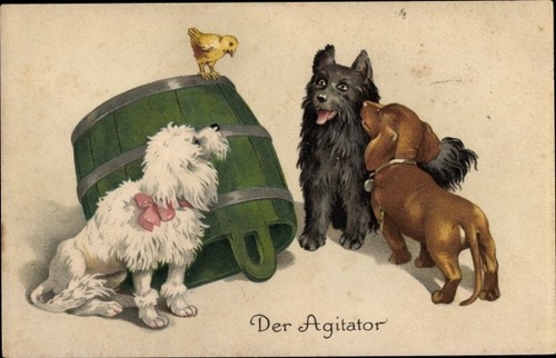 Drei junge hunde dackel - junge, hunde,