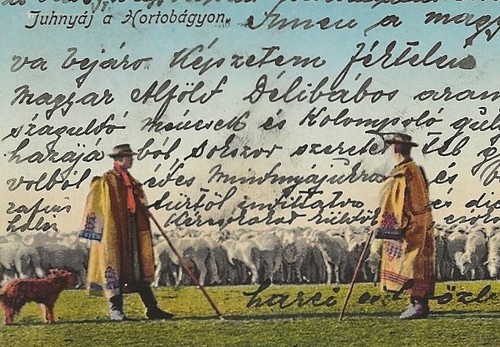 278 schafzucht schäfer - 38/278, ak