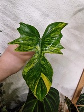 Philodendron Florida Beauty x
