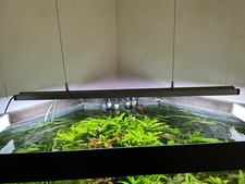 Juwel Eckaquarium Komplett Eingerichtet