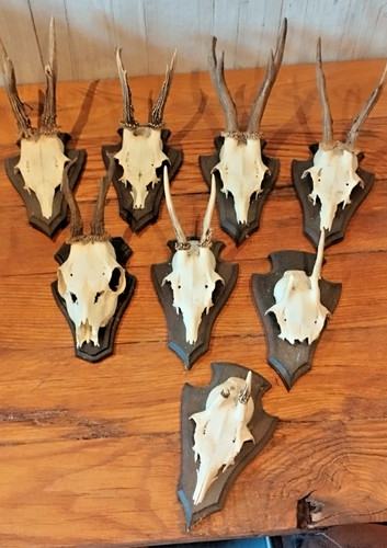 Rehgehörne auf - 🦌, 8