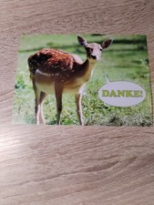 Ansichtskarte Paarhufer