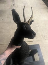 Rehkopf Präperat Taxidermy Gothic 