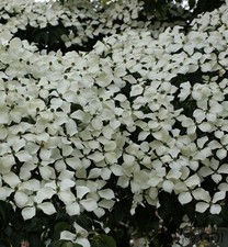 Chinesischer blumenhartriegel - chinesischer,