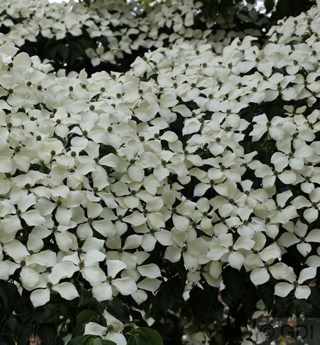 Chinesischer blumenhartriegel - chinesischer,