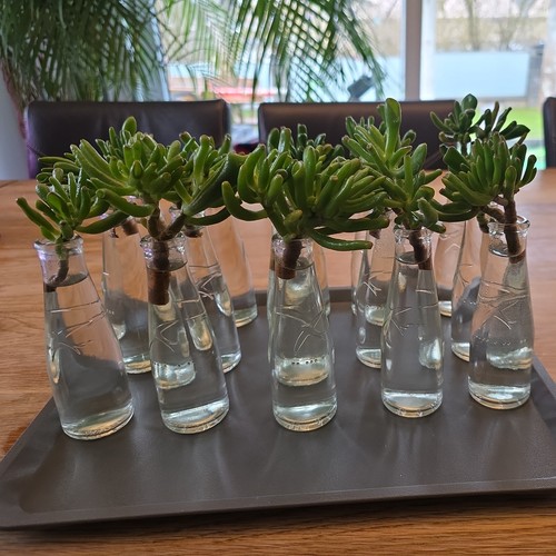 Crassula ovata gollum - ovata,