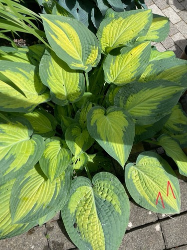 Hosta funkie - hosta,