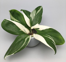 Scindapsus moonlight variegata