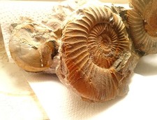 Nautilus Tintenfisch, dazu