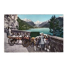 AK Hunde, Postkarte / Flüelen, Bernhardiner mit 8 Welpen, St. Bernards-Zwinger 