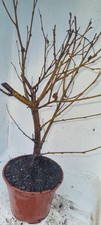 Bonsai,  Birkenbaum, Sandbirke, Betula  pendula  im 1 Liter Topf