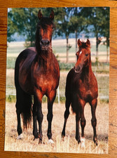 Pferdepostkarte AK Postkarte Pferd Araber Irene Hohe