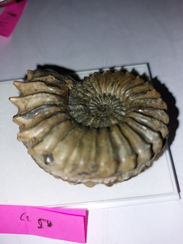 Ammonit 6254 pleuroceras - , 6254,