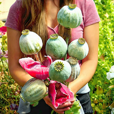 Papaver Somniferum - Giant Bowlingball - ( Giant Pod Poppy ) - 5700 Samen / 1,5g