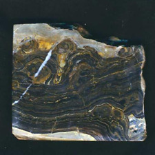 Stromatolith von Bolivien - geschliffen und poliert - Urfossil - TOP !!!!!